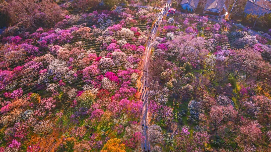 摄图网_501722126_春天南京明孝陵景区梅花山的梅花(企业商用).jpg