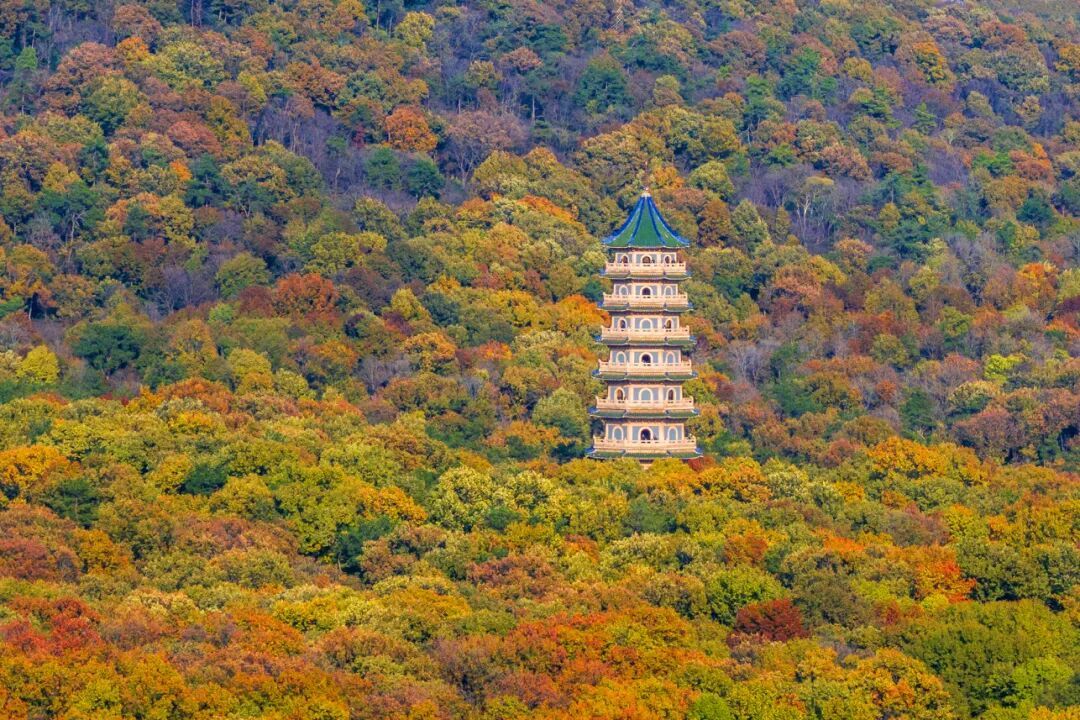 摄图网_507759811_秋天的江苏南京灵谷寺远景(企业商用).jpg