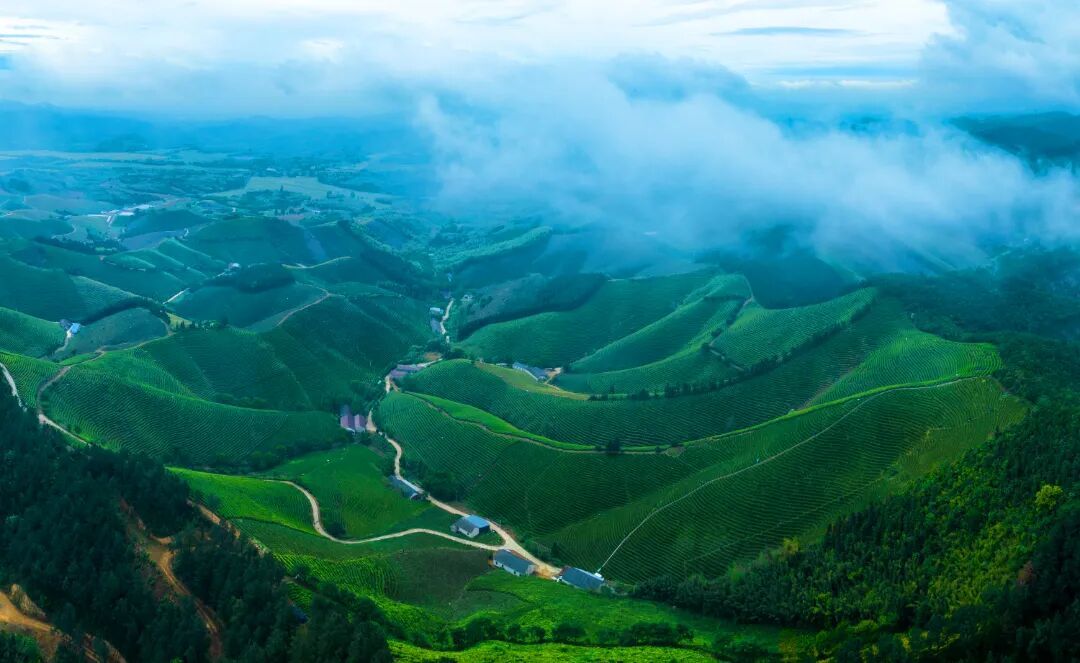 南山万亩茶园-1.jpg