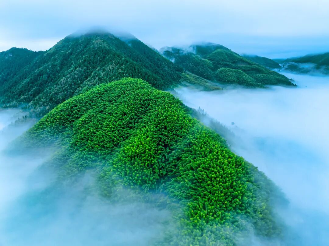 摄图网_700276423_丽水云和翠绿云海竹海绿色生态风光航拍（企业商用）.jpg