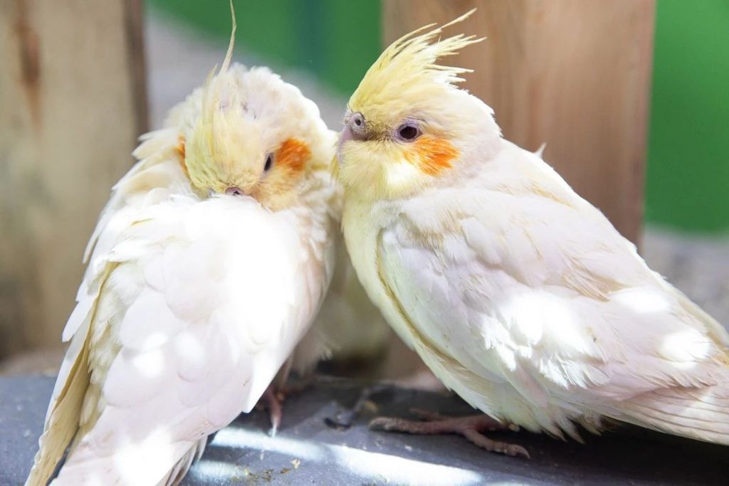 寶安大仟裡華南首家室內動物樂園109元享茱莉動物樂園