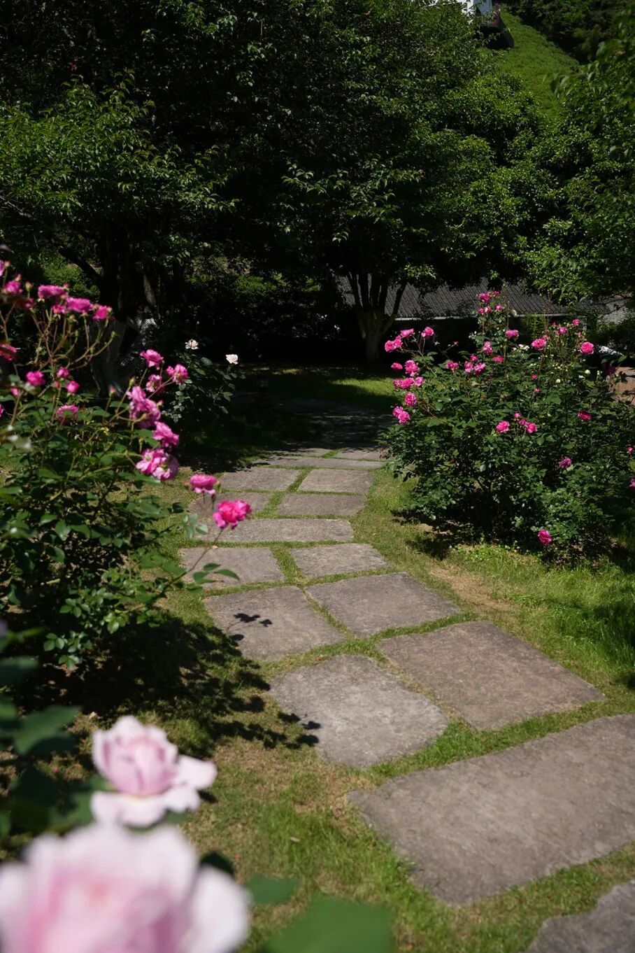 玫瑰花园2.JPG